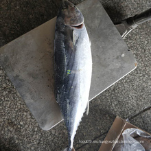 Atún bonito rayado congelado talla grande precio